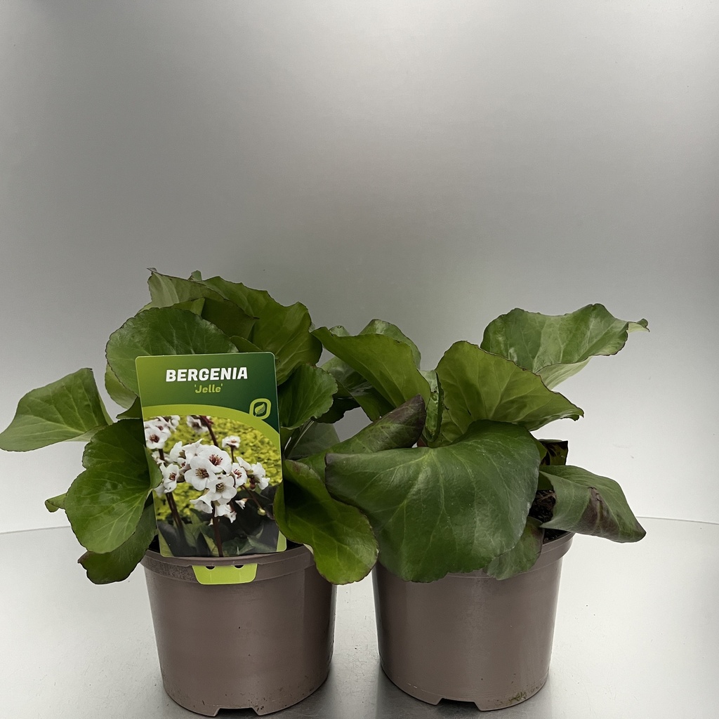 [BERJELLE-C2] Bergenia 'Jelle'®