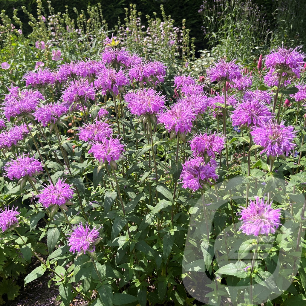 [MONPUMME-C2] Monarda 'Pummel'