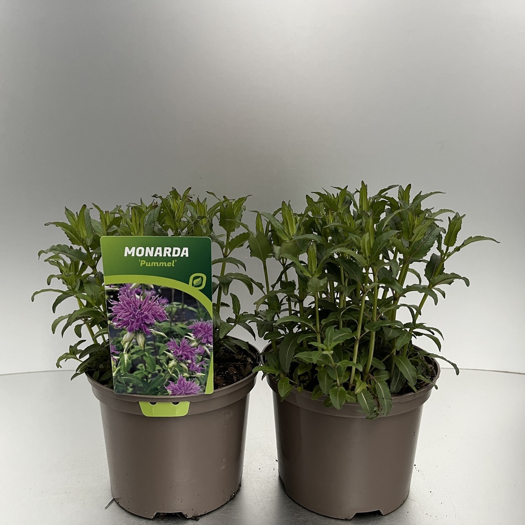 [MONPUMME-C2] Monarda 'Pummel'