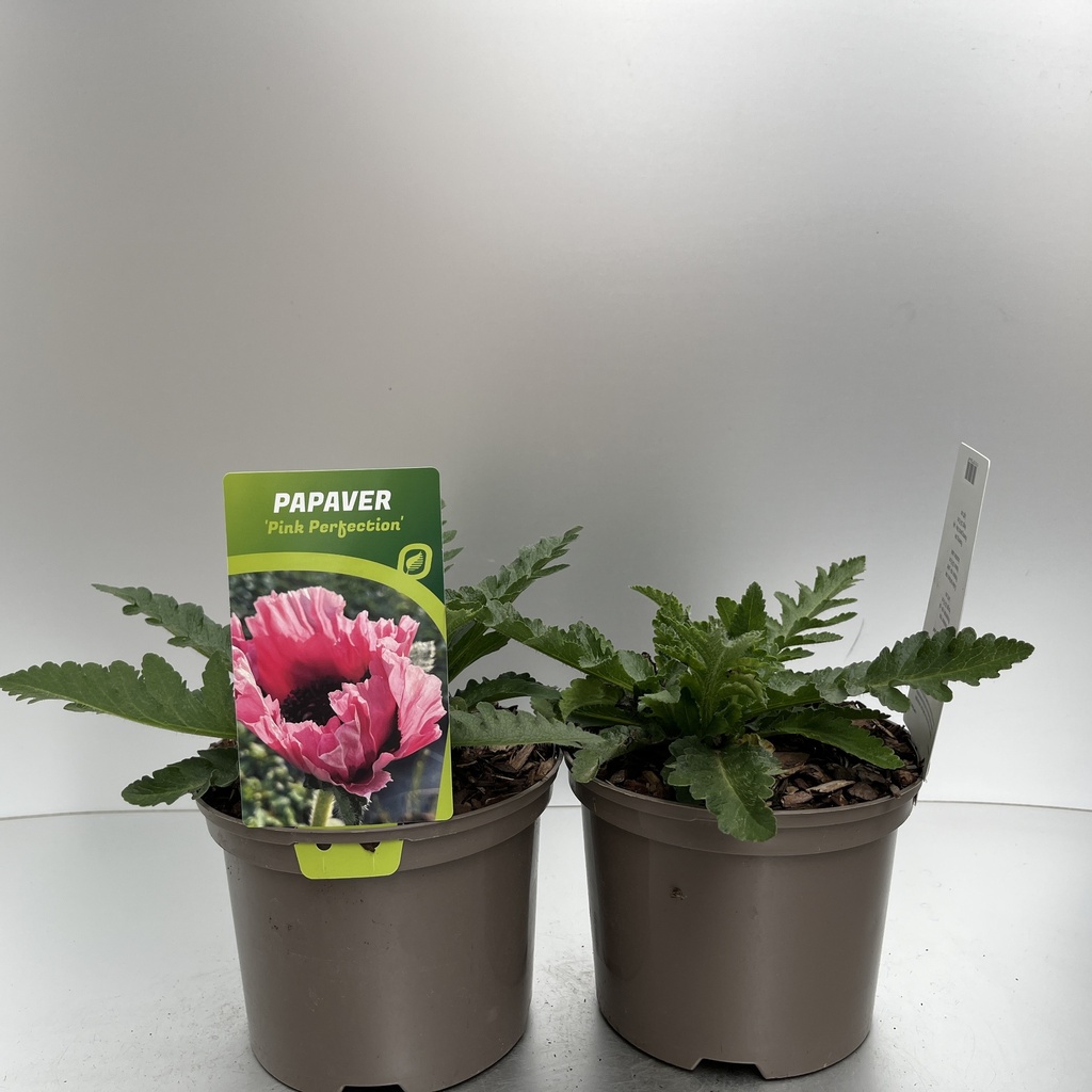 [PAPPPERF-C2] Papaver 'Pink Perfection'