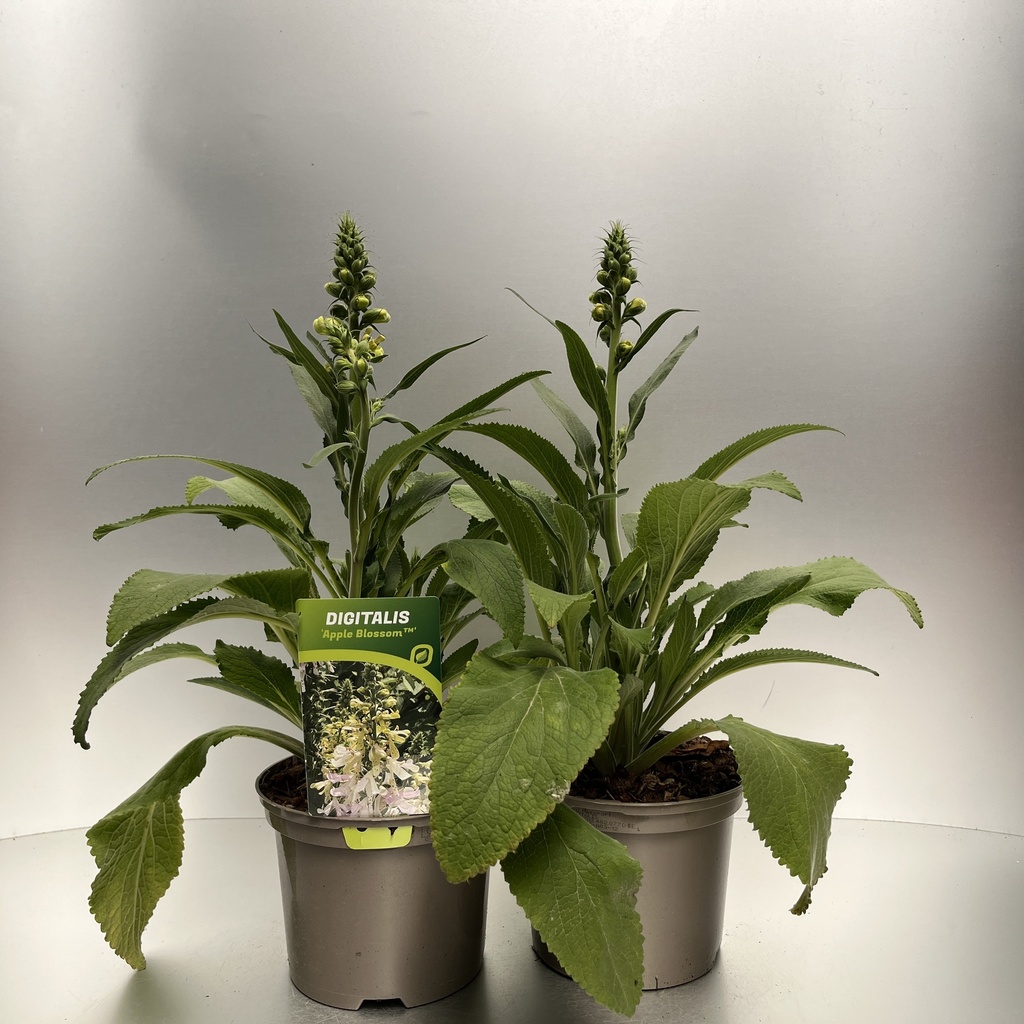 [DIGIABLO-C2] Digitalis 'Apple Blossom'™