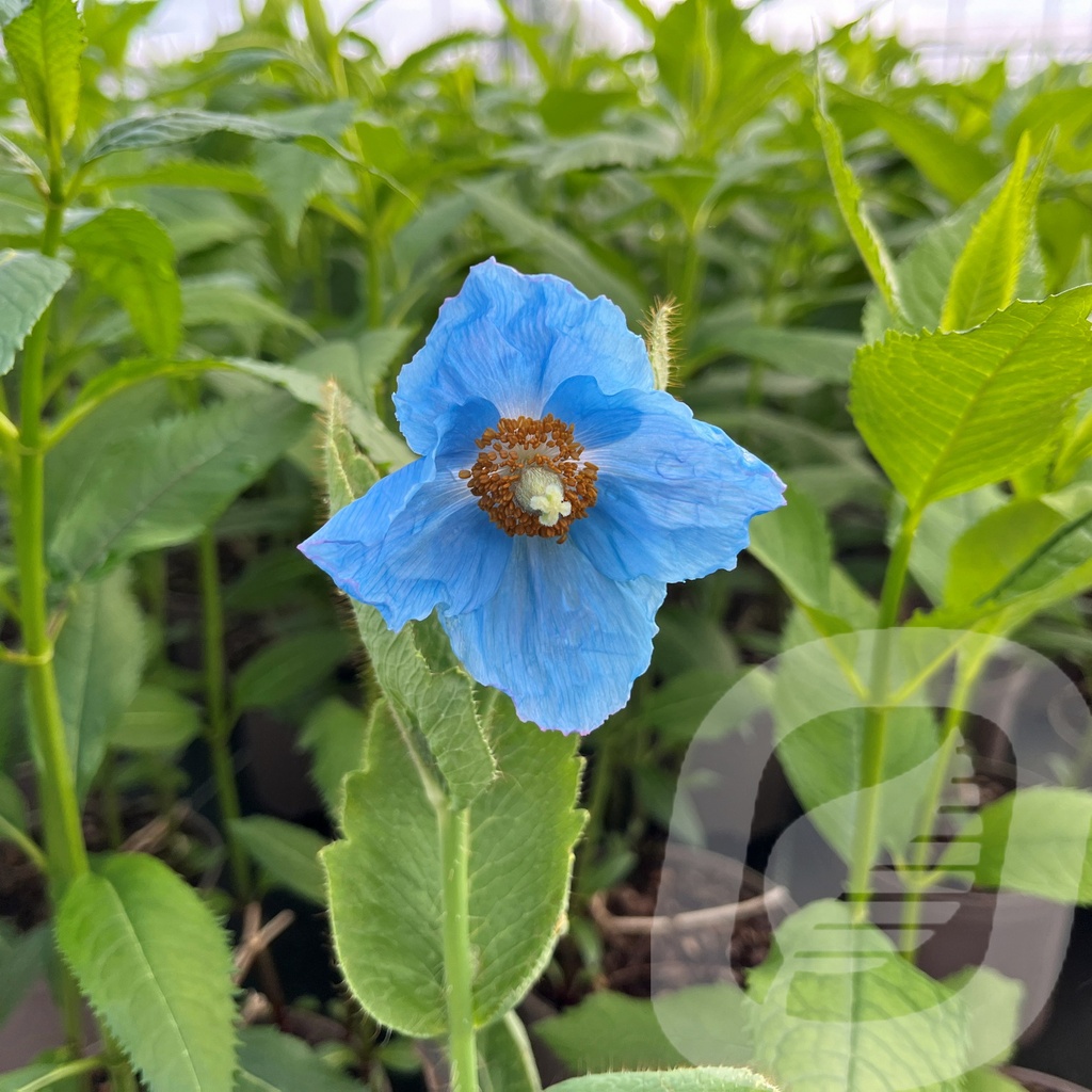 [MELINGHO-C2] Meconopsis 'Lingholm'