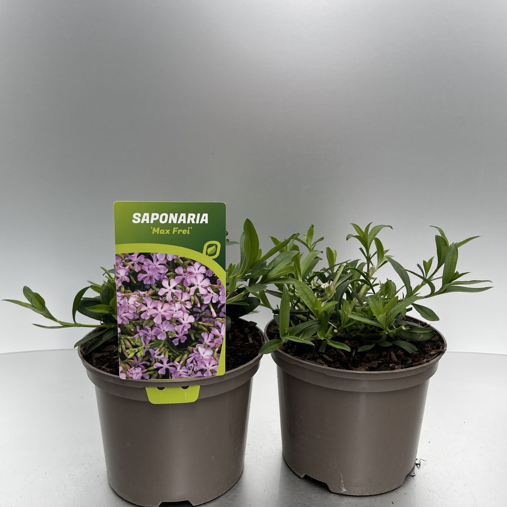 [SAPMFREI-C2] Saponaria 'Max Frei'