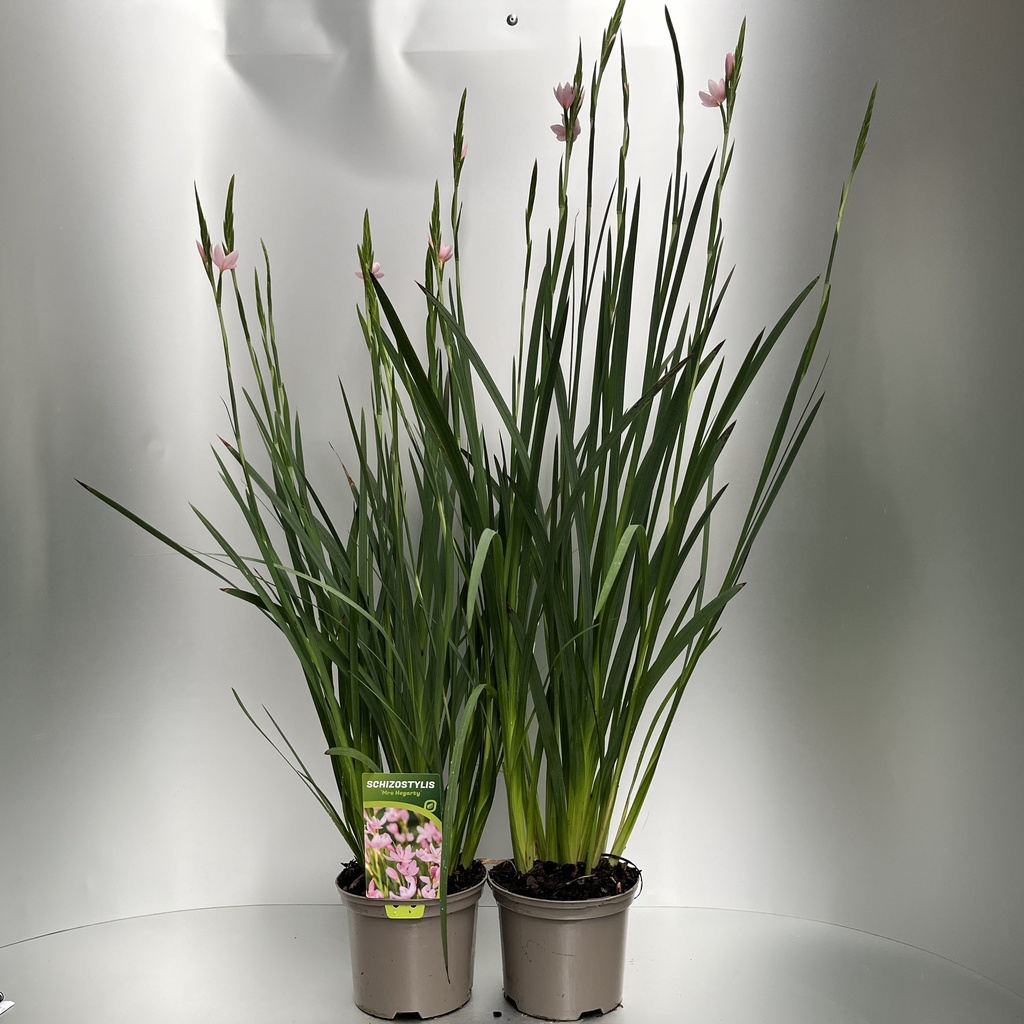 [SCHMHERG-C2] Schizostylis 'Mrs Hegarty'