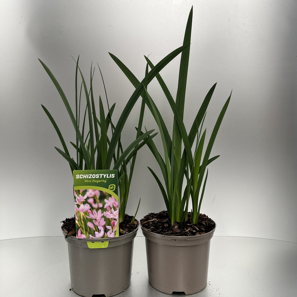 [SCHMHERG-C2] Schizostylis 'Mrs Hegarty'