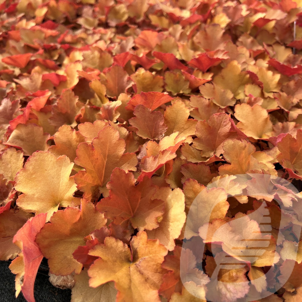 [HEUZIPPE-C2] Heuchera 'Zipper'®