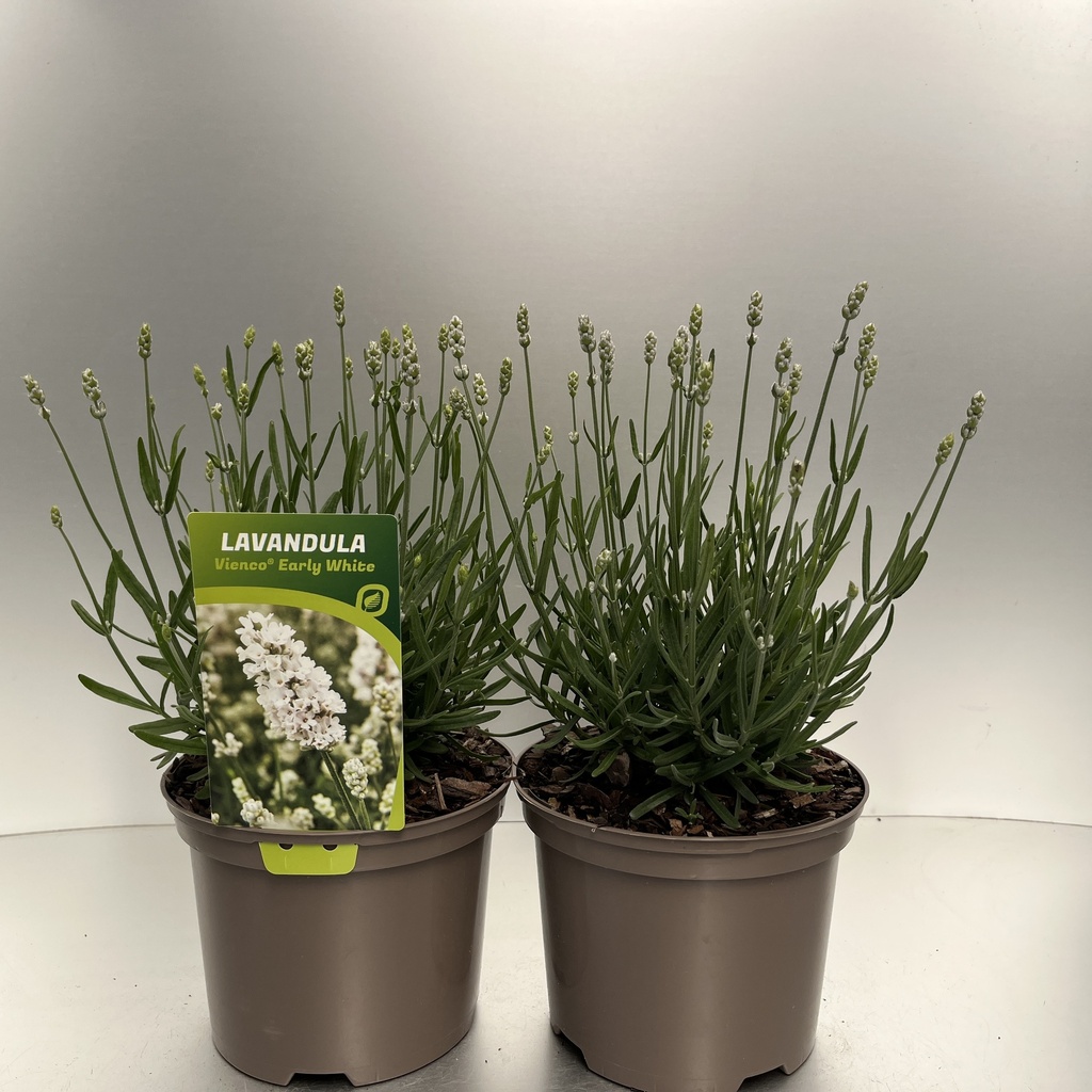 [LAVVEWHI-C2] Lavandula ang. 'Vienco® Early White'