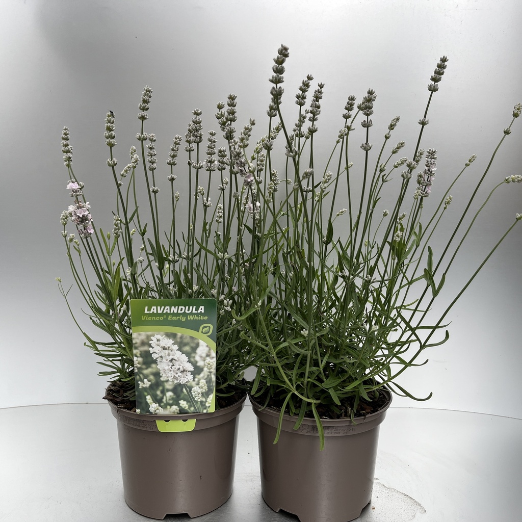 [LAVVEWHI-C2] Lavandula ang. 'Vienco® Early White'