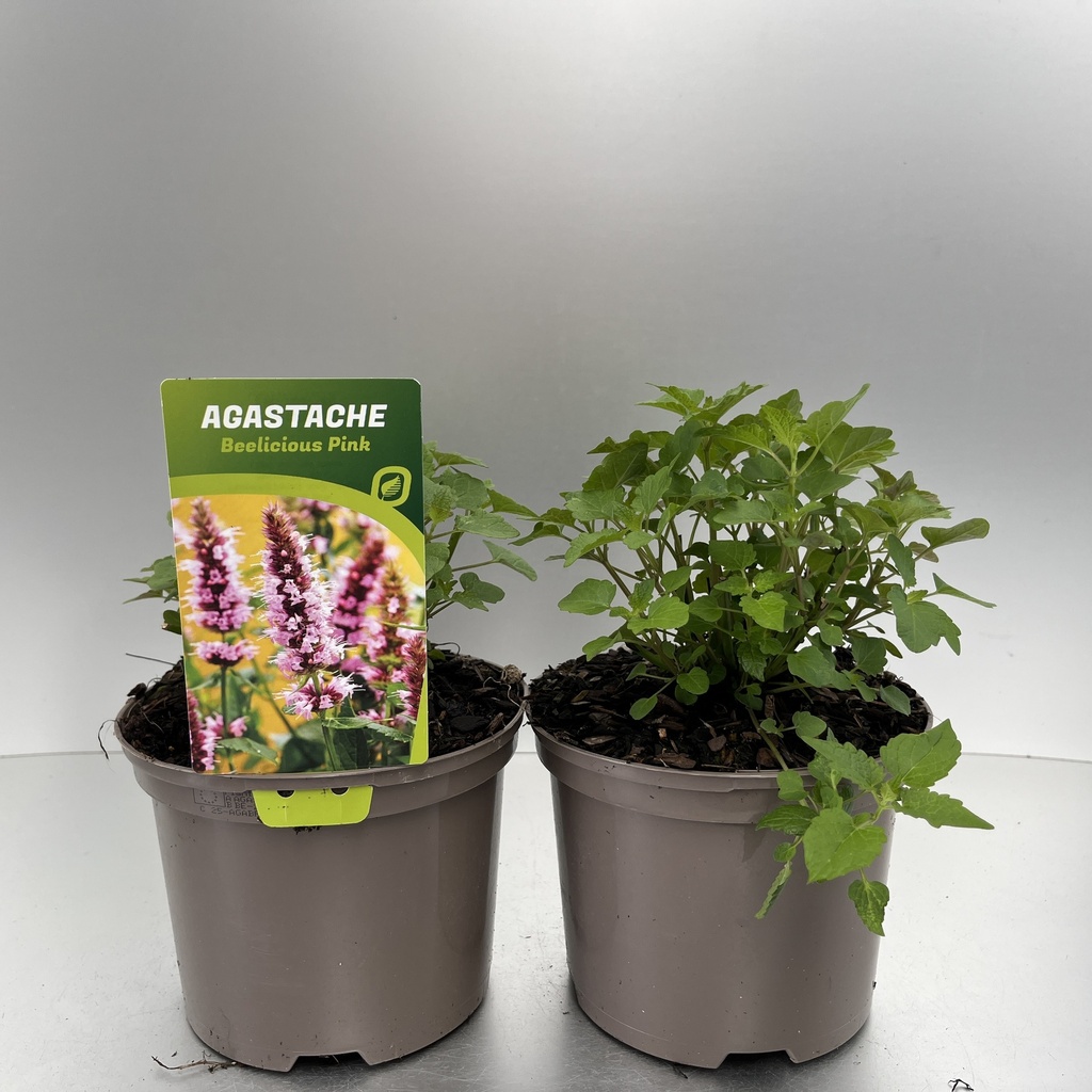 [AGABPINK-C2] Agastache 'Beelicious Pink'®