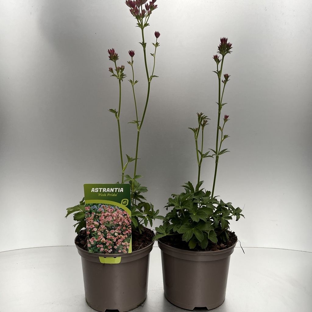 [ASTPPRID-C0] Astrantia 'Pink Pride'