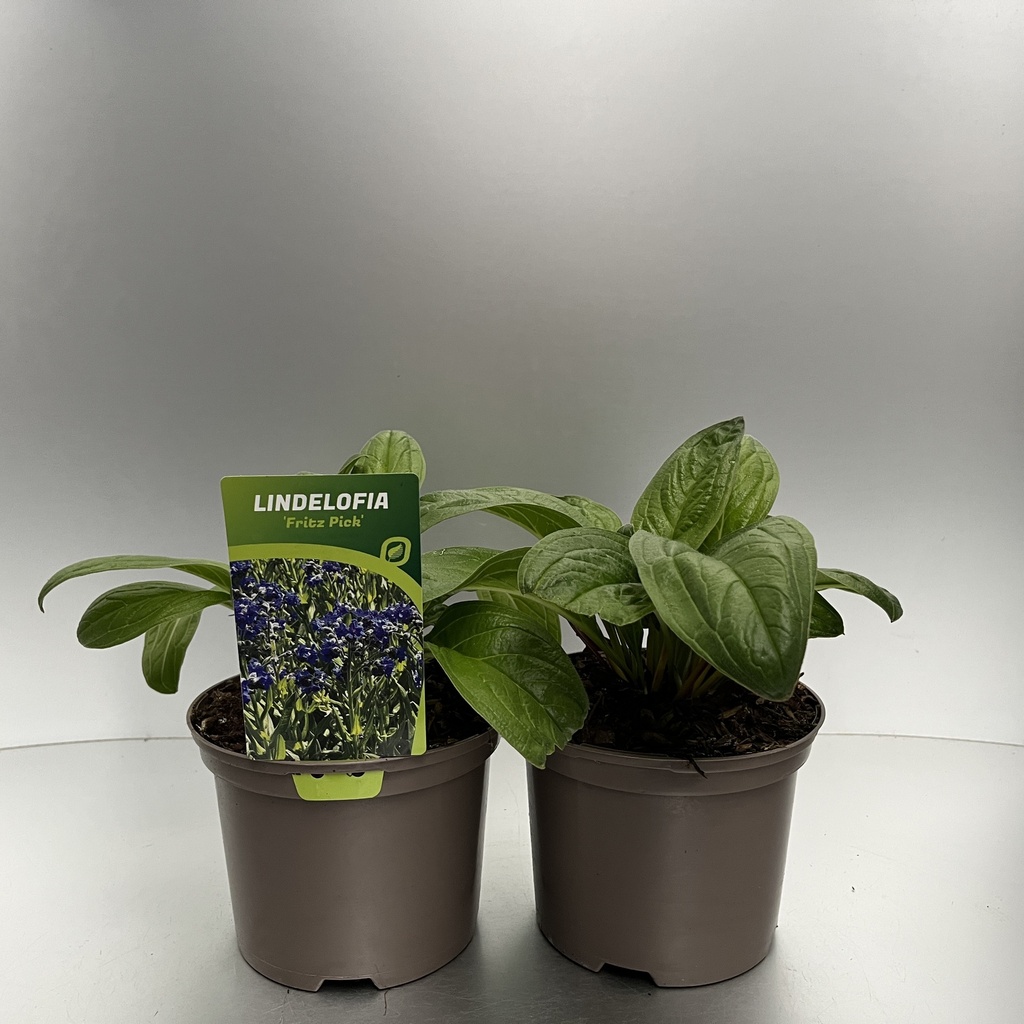 [LINFPICK-C2] Lindelofia 'Fritz Pick'®