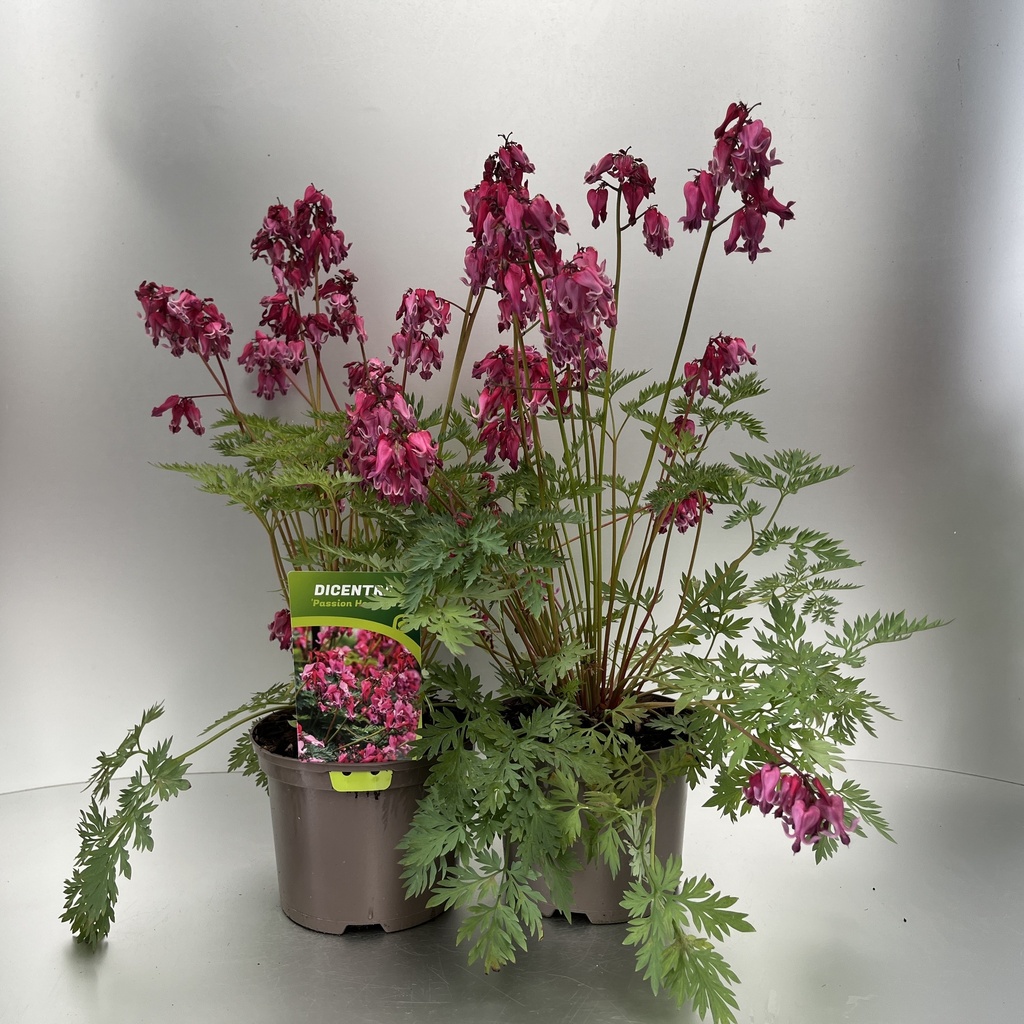 [DICPHEAR-C2] Dicentra 'Passion Hearts' ®