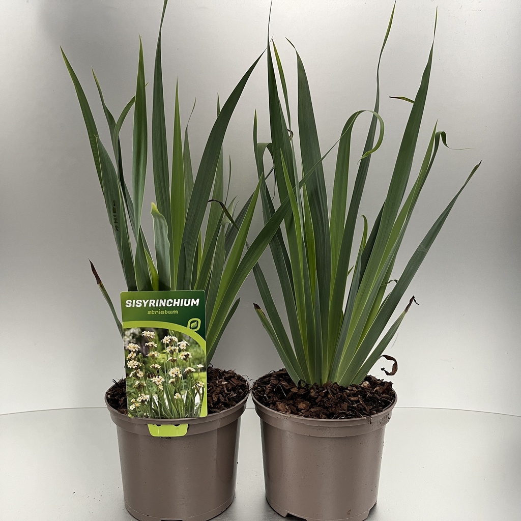 [SISSTRIA-C2] Sisyrinchium striatum