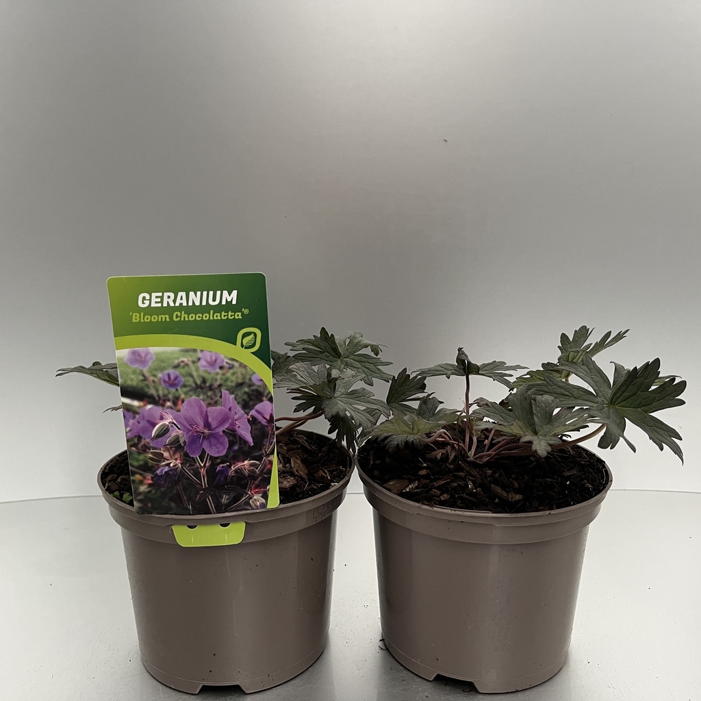 [GERBCHOC-C2] Geranium prat. 'Bloom Chocolatta'