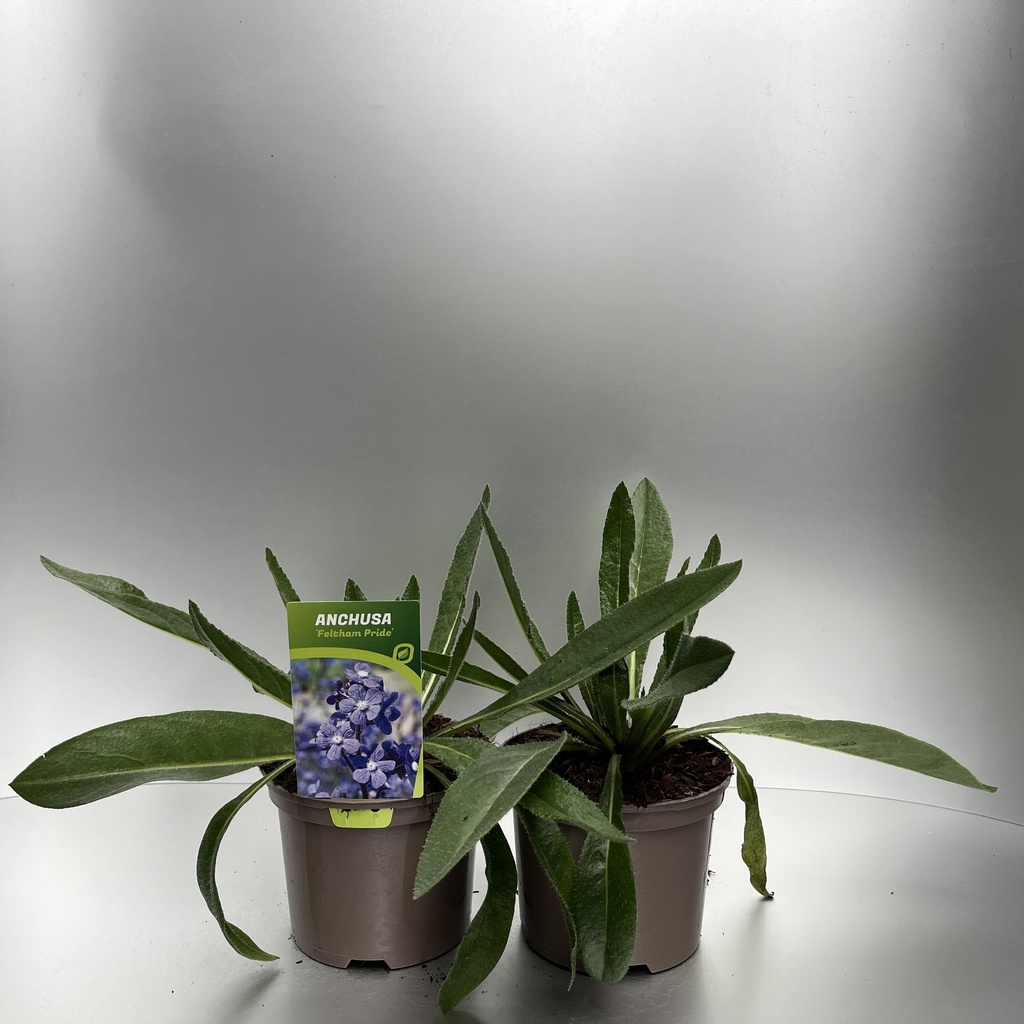 [ANCFPRID-C2] Anchusa 'Feltham Pride'