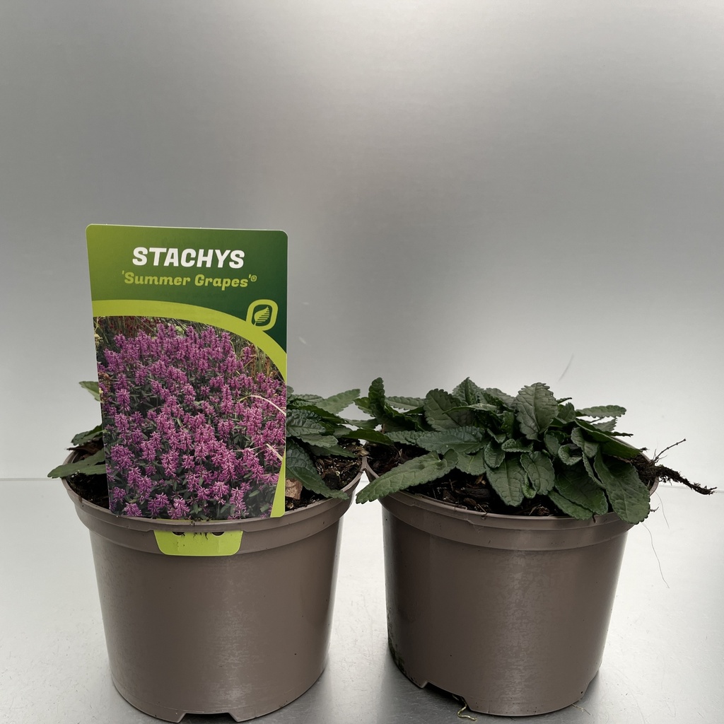 [STASGRAP-C2] Stachys 'Summer Grapes'®