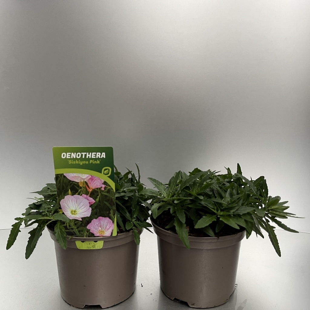 [OENSPINK-C2] Oenothera 'Siskiyou Pink'