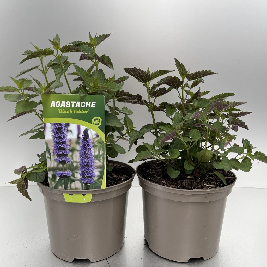 [AGABADDE-C2] Agastache 'Black Adder'