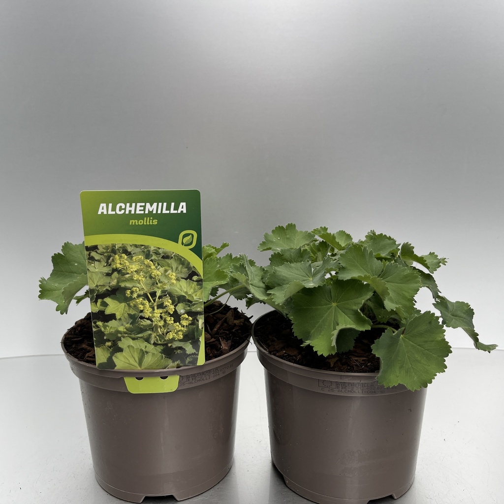 [ALCMOLLI-C2] Alchemilla mollis