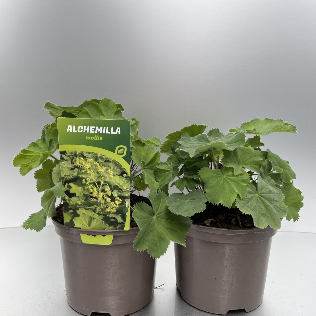 [ALCMOLLI-C2] Alchemilla mollis
