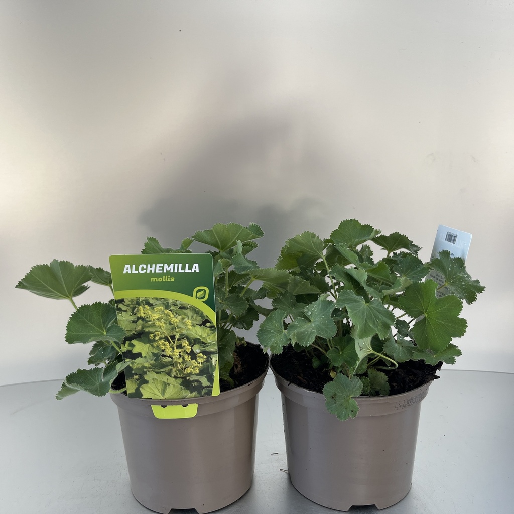 [ALCMOLLI-C2] Alchemilla mollis