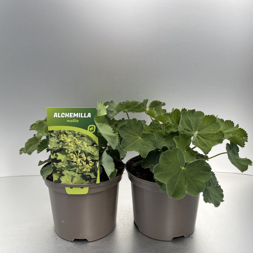 [ALCMOLLI-C2] Alchemilla mollis