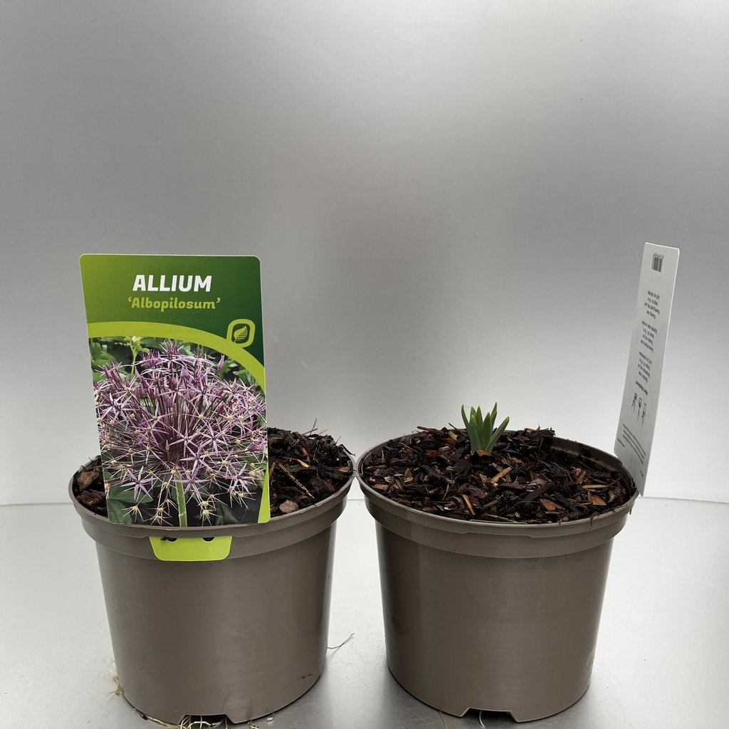 [ALLALBOP-C2] Allium 'Albopilosum'