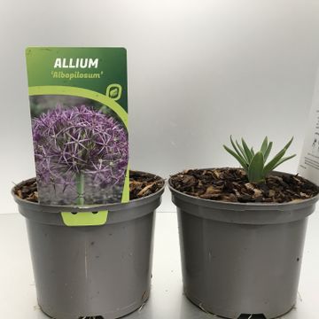 [ALLALBOP-C2] Allium 'Albopilosum'