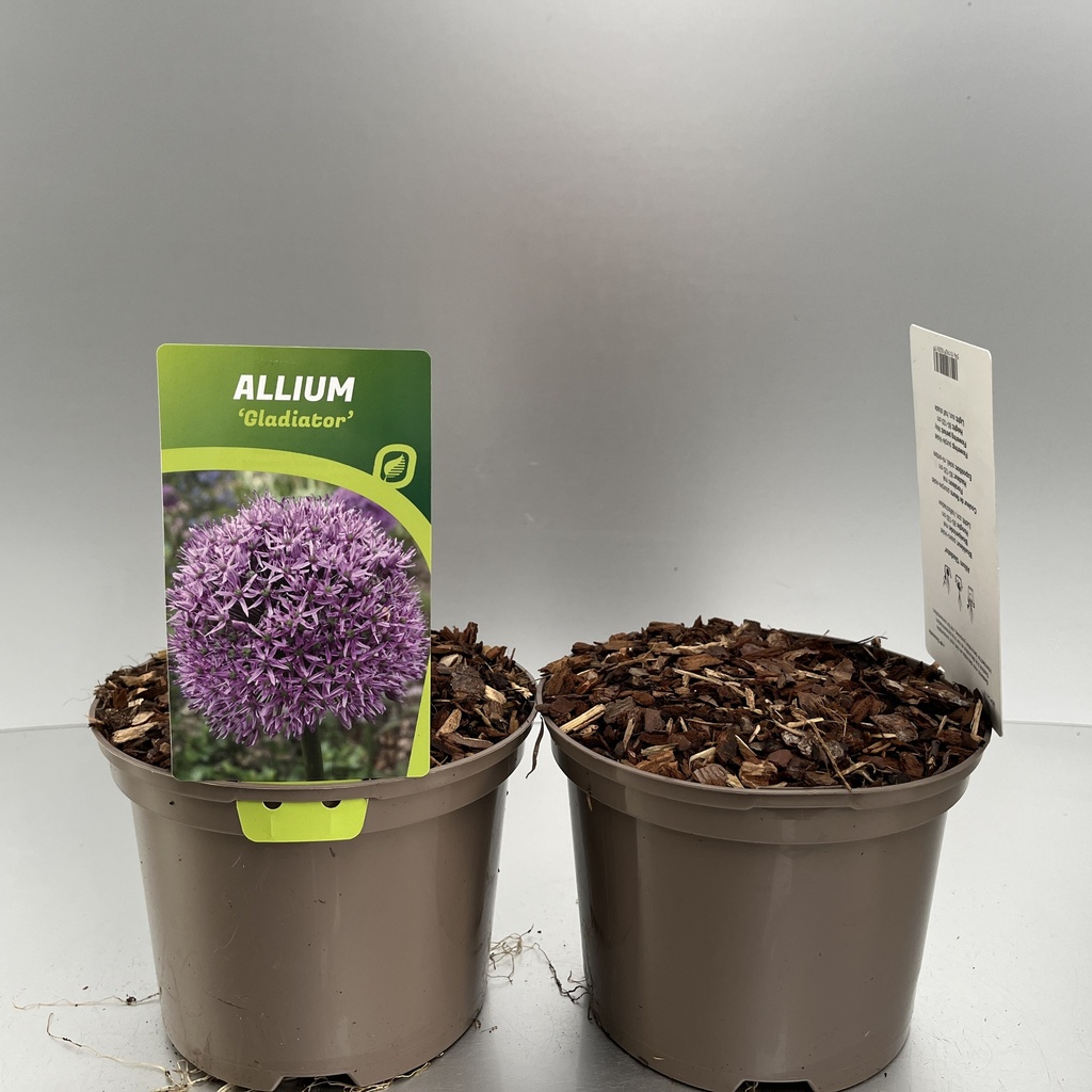 [ALLGLADI-C2] Allium 'Gladiator'