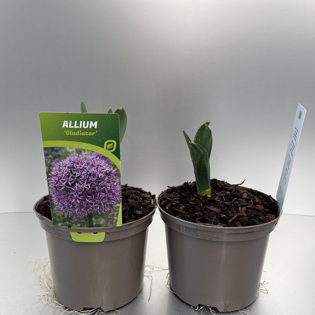 [ALLGLADI-C2] Allium 'Gladiator'