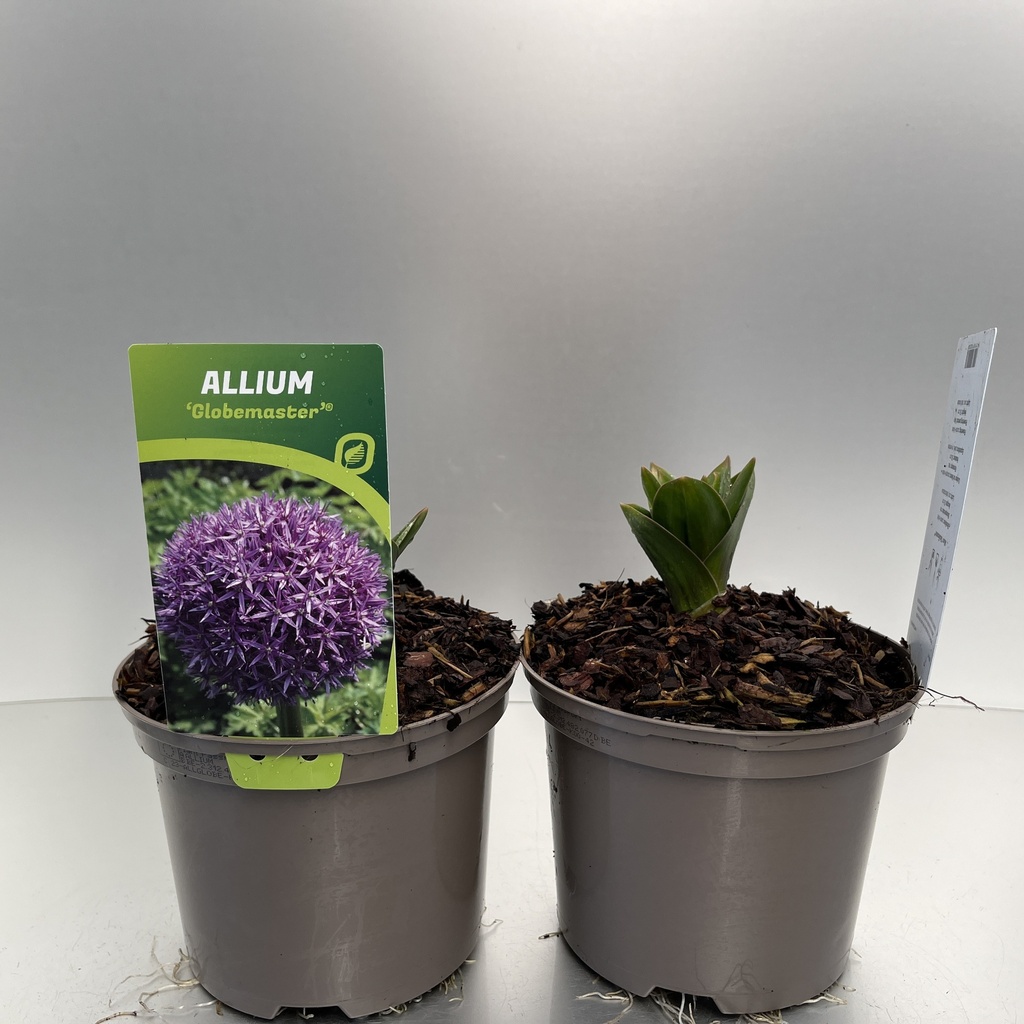 [ALLGLOBE-C2] Allium 'Globemaster'®