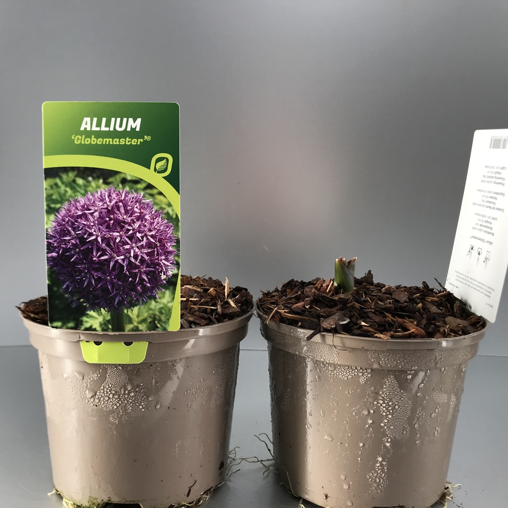 [ALLGLOBE-C2] Allium 'Globemaster'®