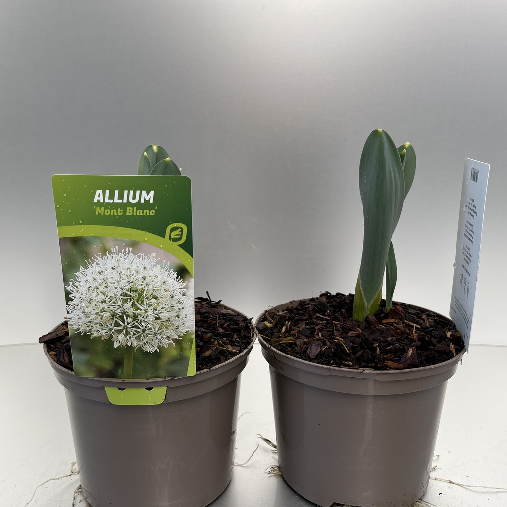 [ALLMBLAN-C2] Allium 'Mont Blanc'