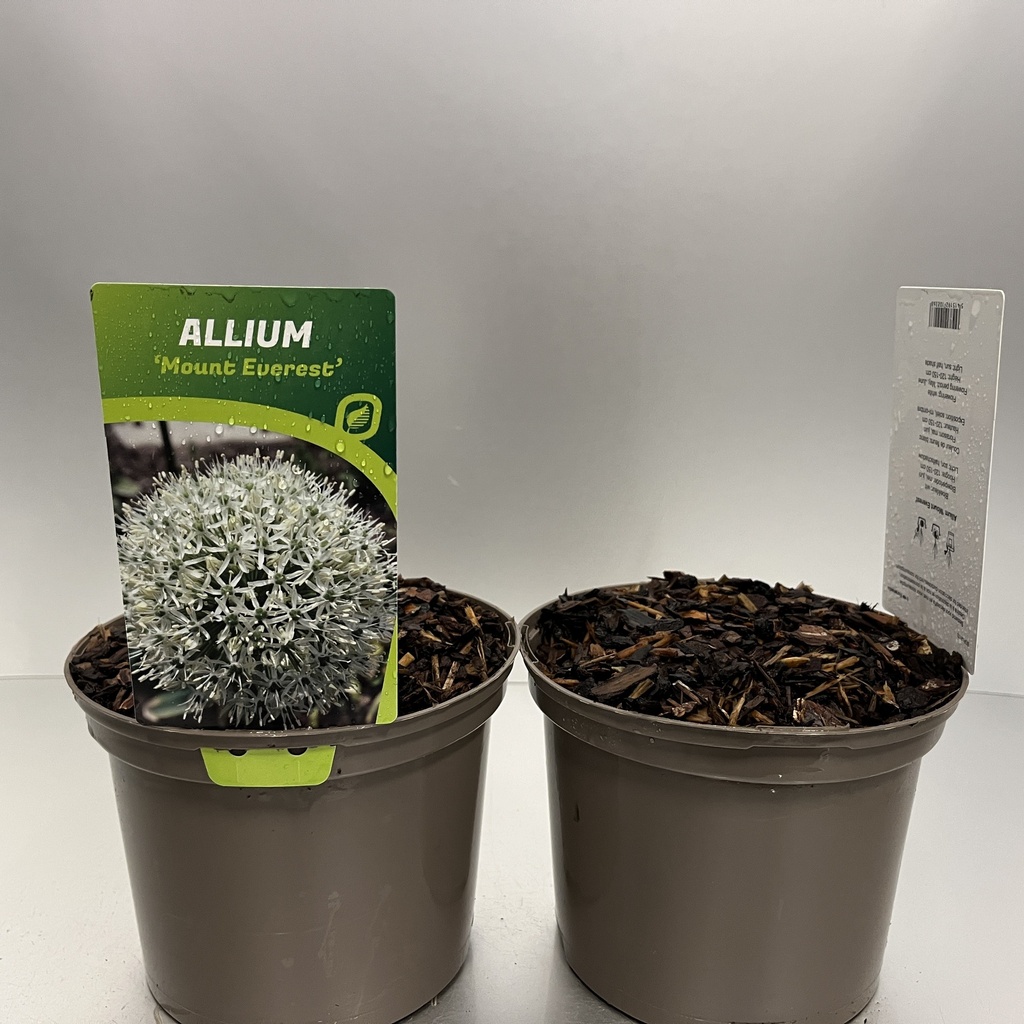 [ALLMEVER-C2] Allium 'Mount Everest'