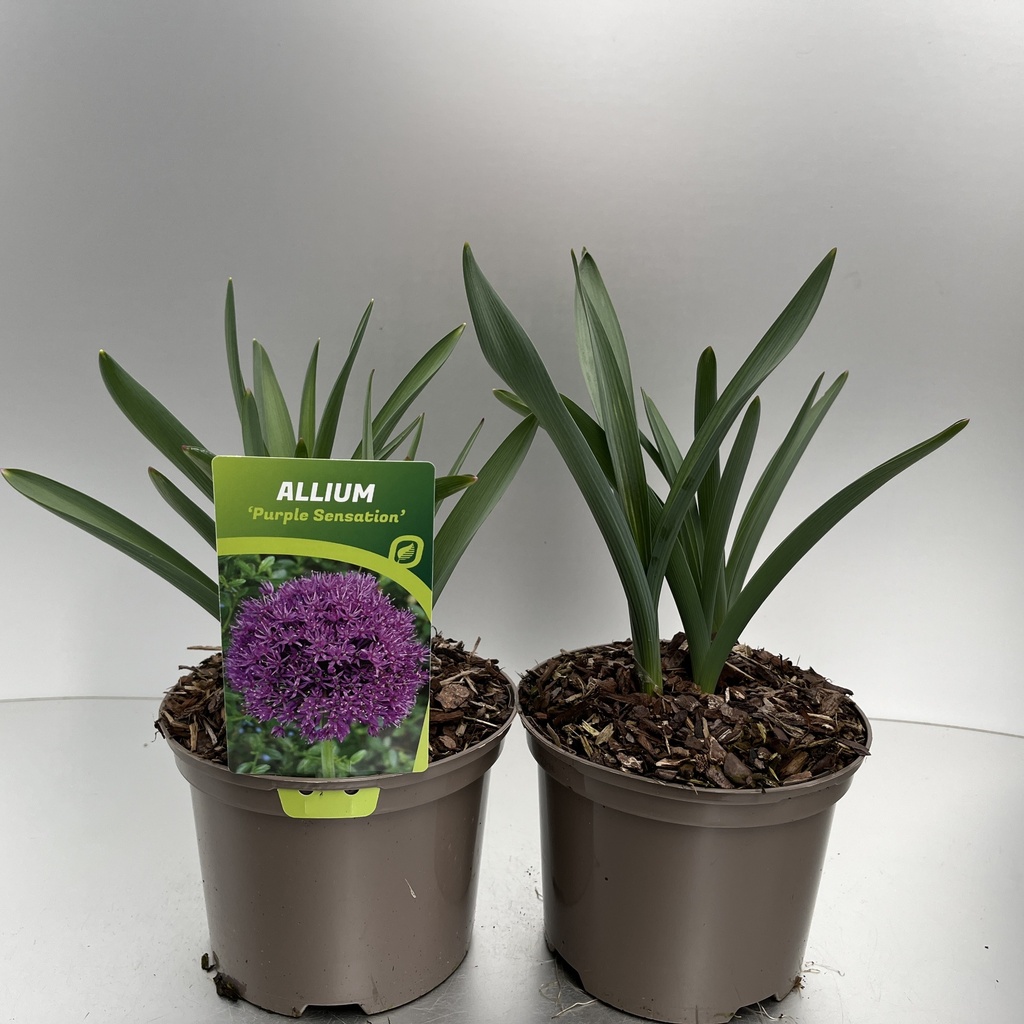 [ALLPSENS-C2] Allium 'Purple Sensation'