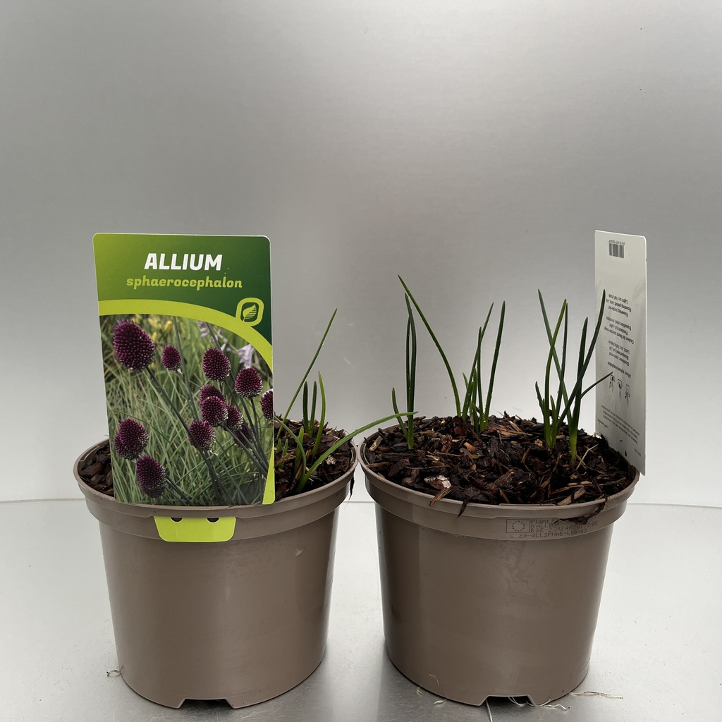 [ALLSPHAE-C2] Allium sphaerocephalon
