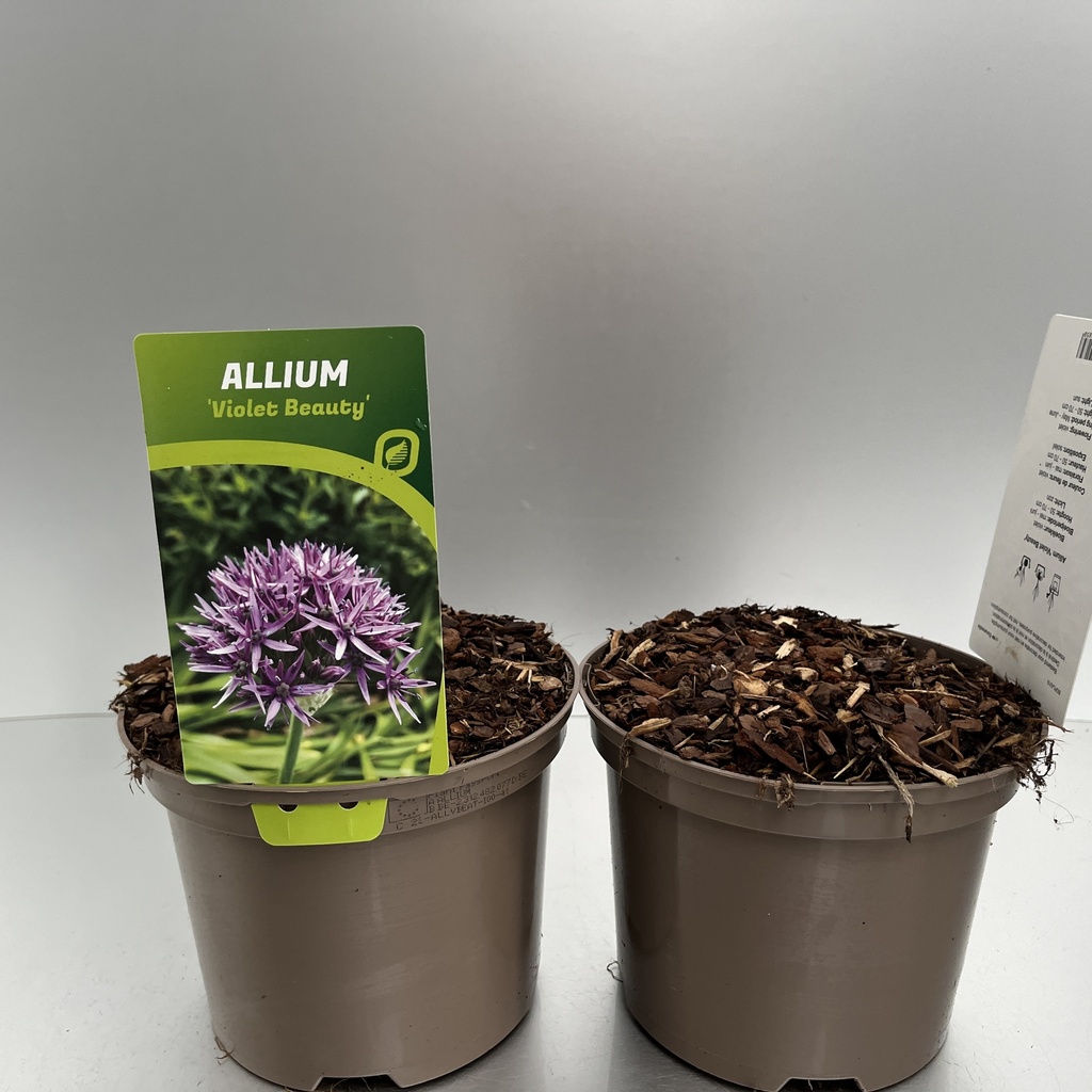 [ALLVBEAT-C2] Allium 'Violet Beauty'