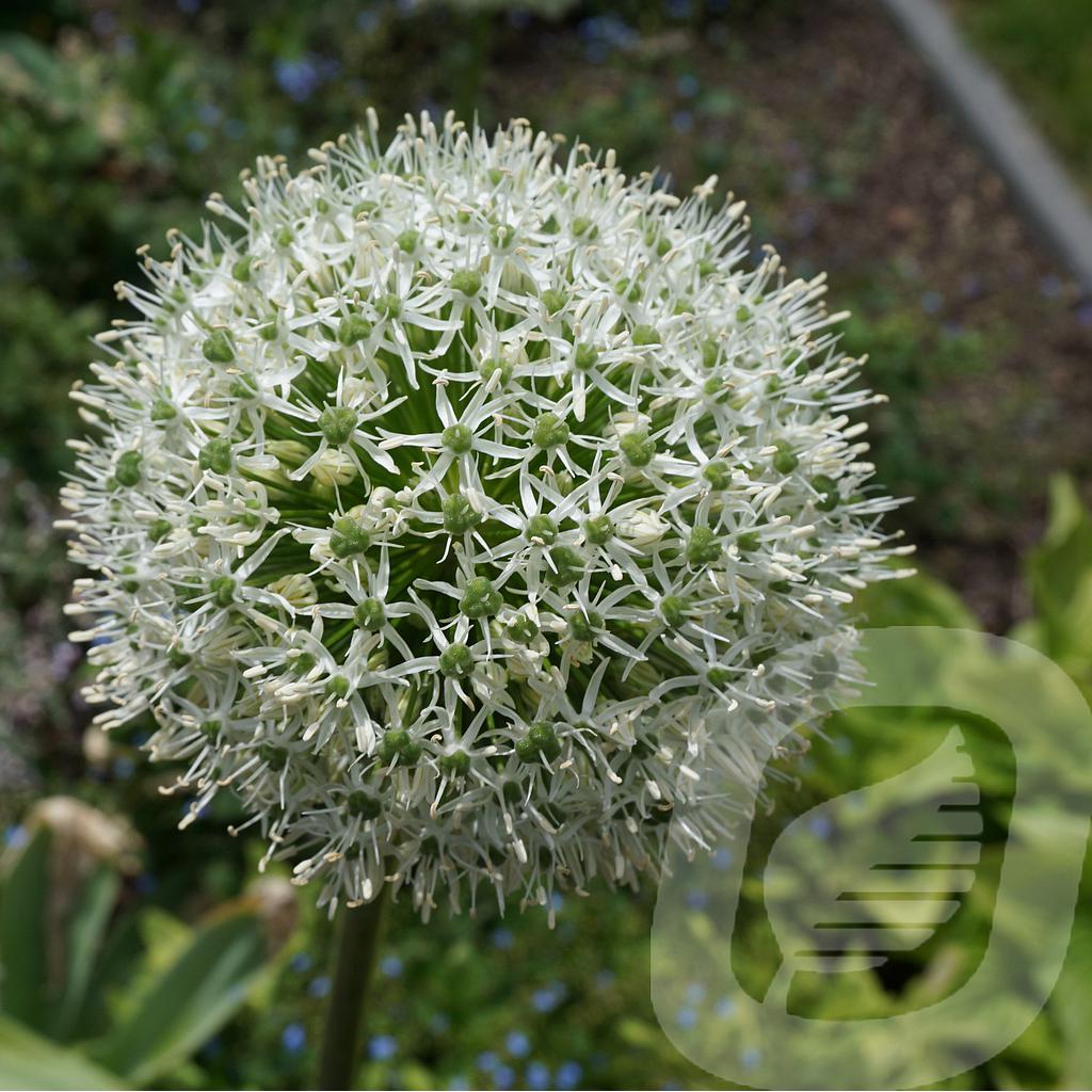 [ALLWGIAN-C2] Allium 'White Giant'