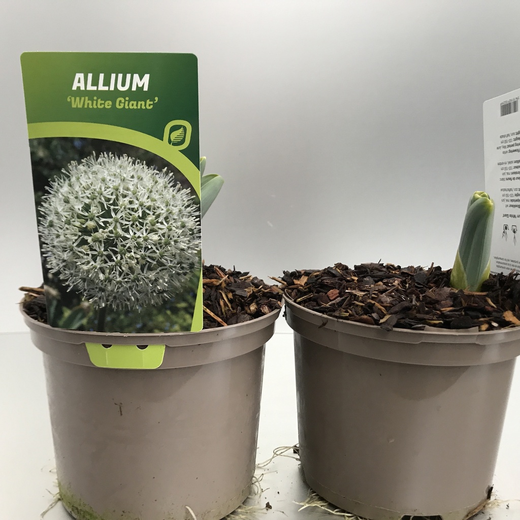 [ALLWGIAN-C2] Allium 'White Giant'