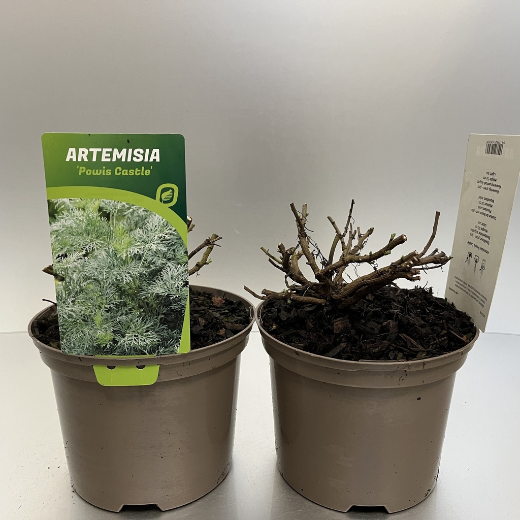 [ARTPCAST-C2] Artemisia 'Powis Castle'