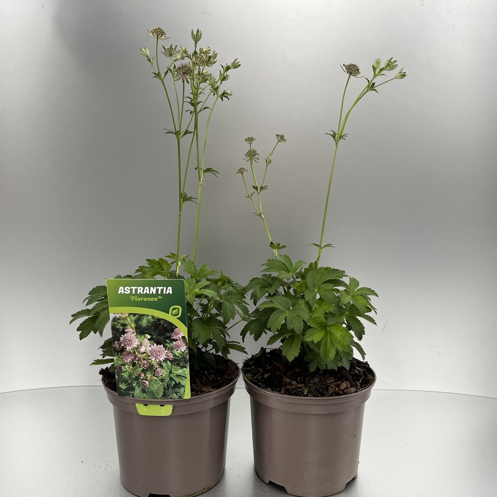 [ASTFLORE-C2] Astrantia 'Florence'®