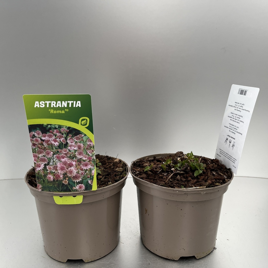 [ASTROMA-C2] Astrantia 'Roma'®