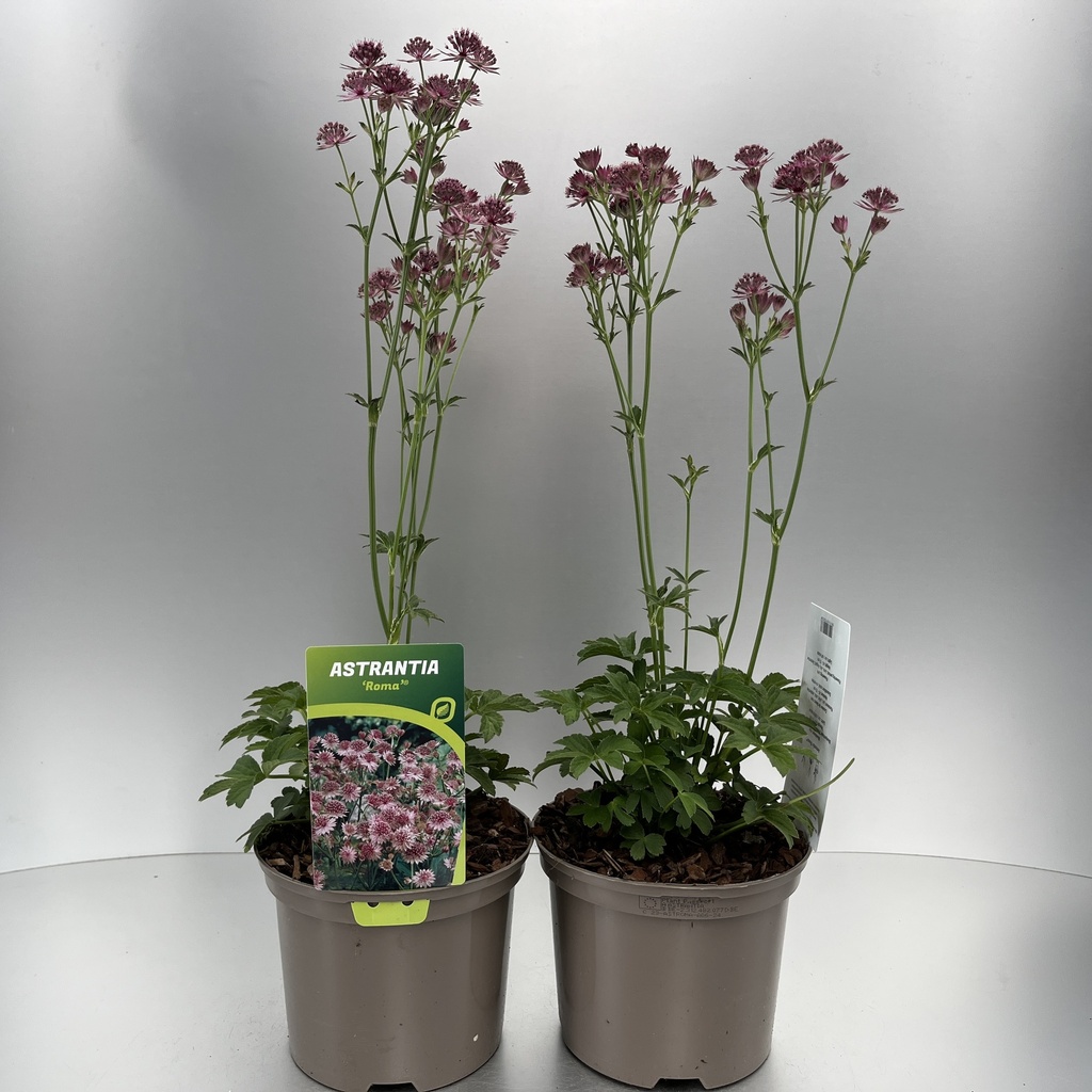 [ASTROMA-C2] Astrantia 'Roma'®