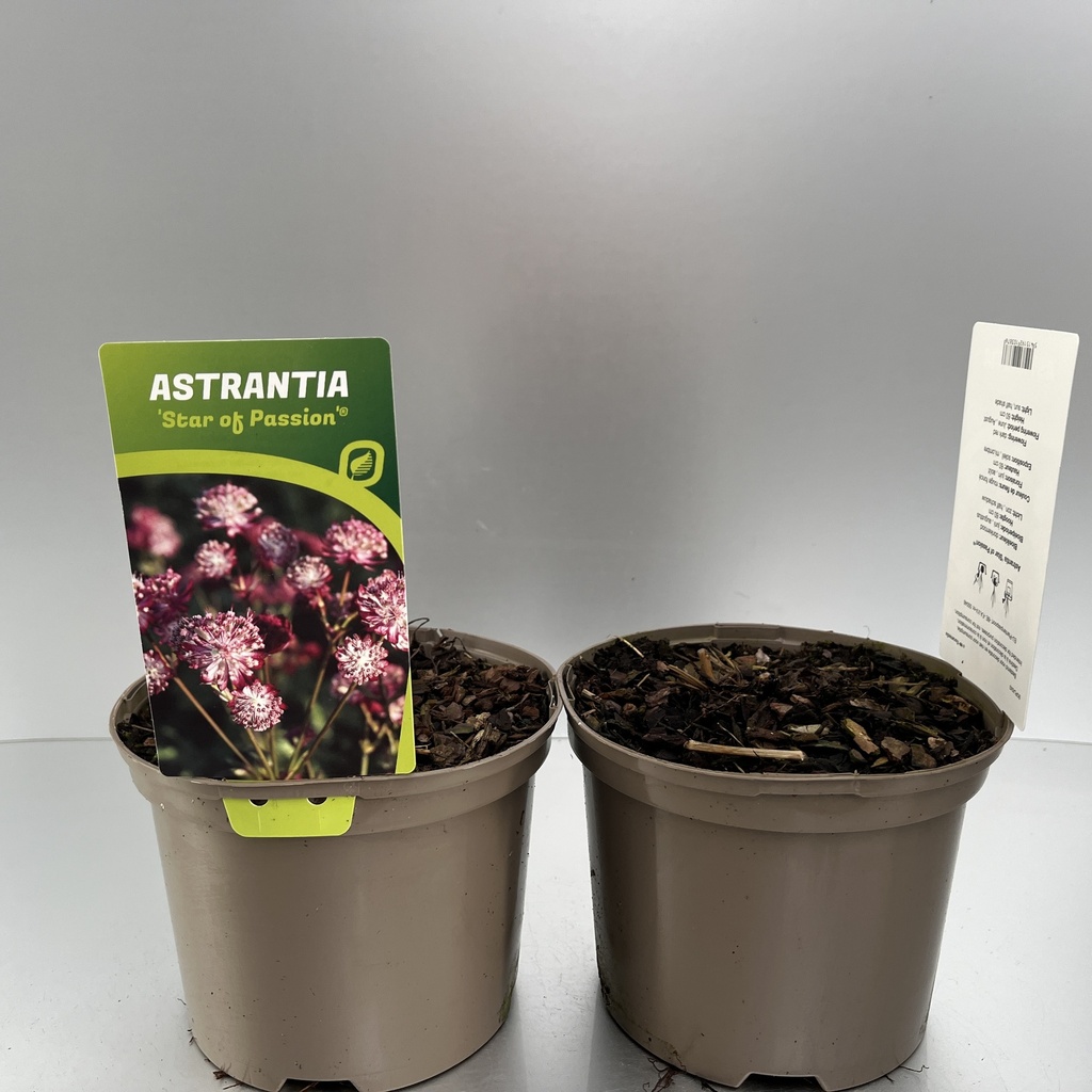 [ASTSOPAS-C2] Astrantia 'Star of Passion'®