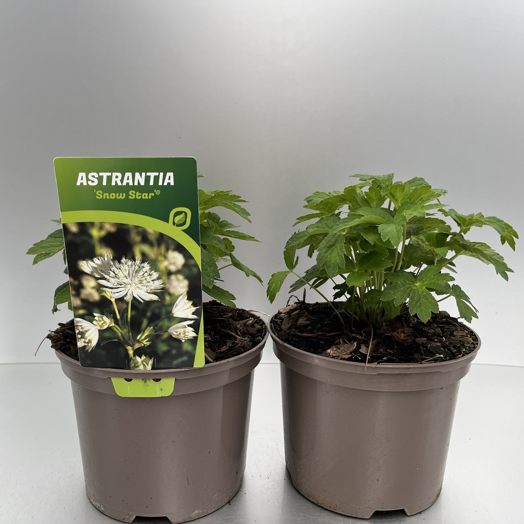 [ASTSSTAR-C2] Astrantia 'Snow Star'®