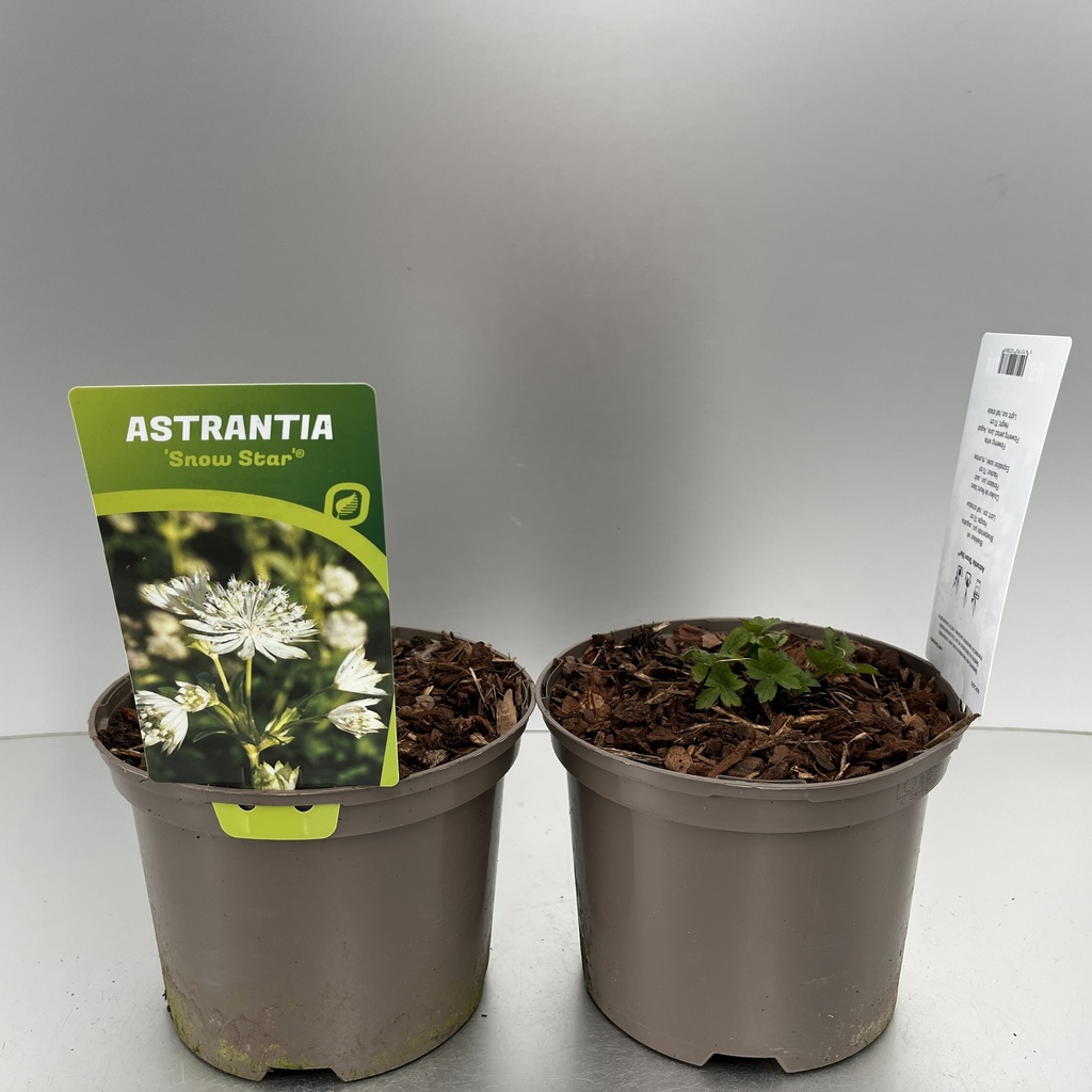 [ASTSSTAR-C2] Astrantia 'Snow Star'®