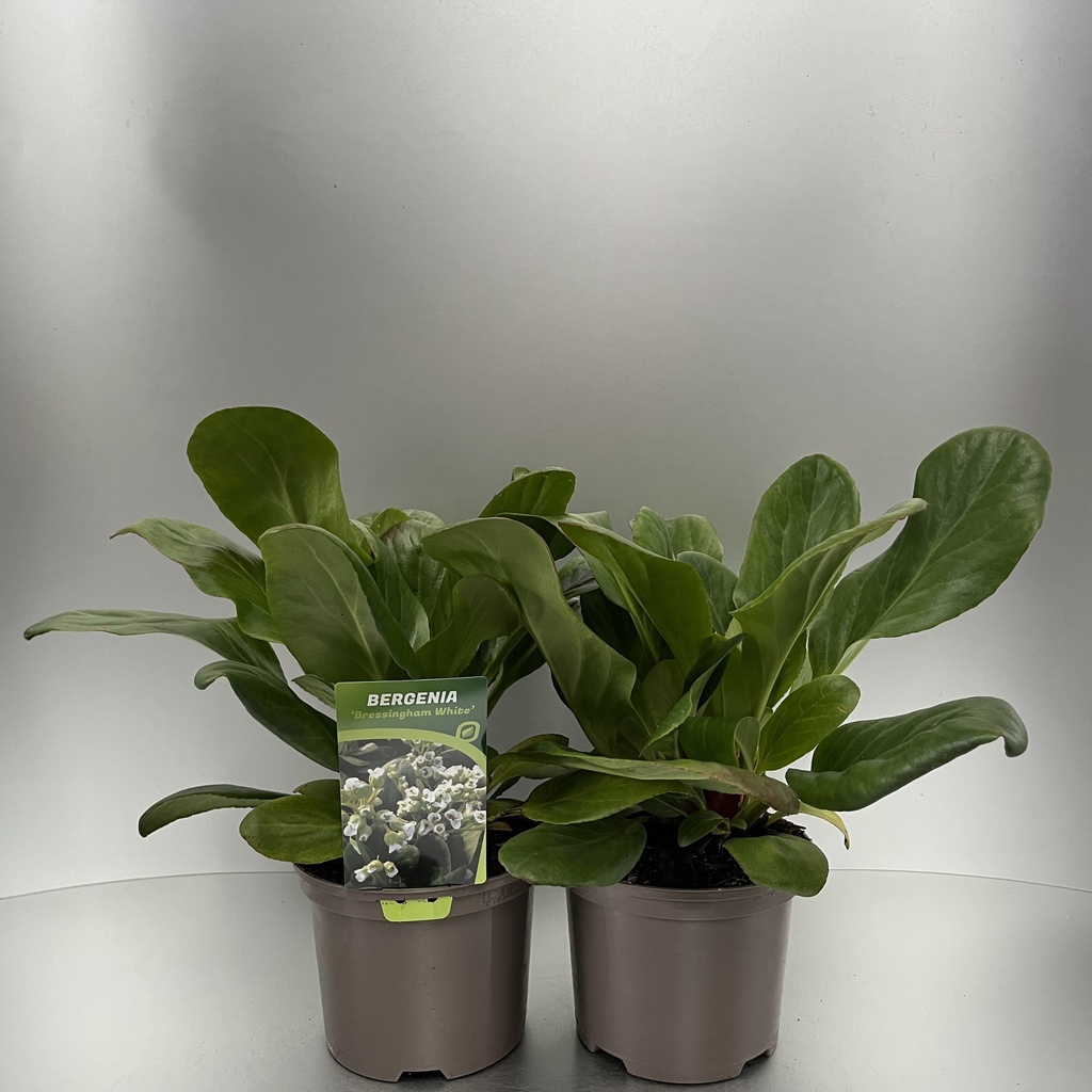 [BERBWHIT-C2] Bergenia 'Bressingham White'