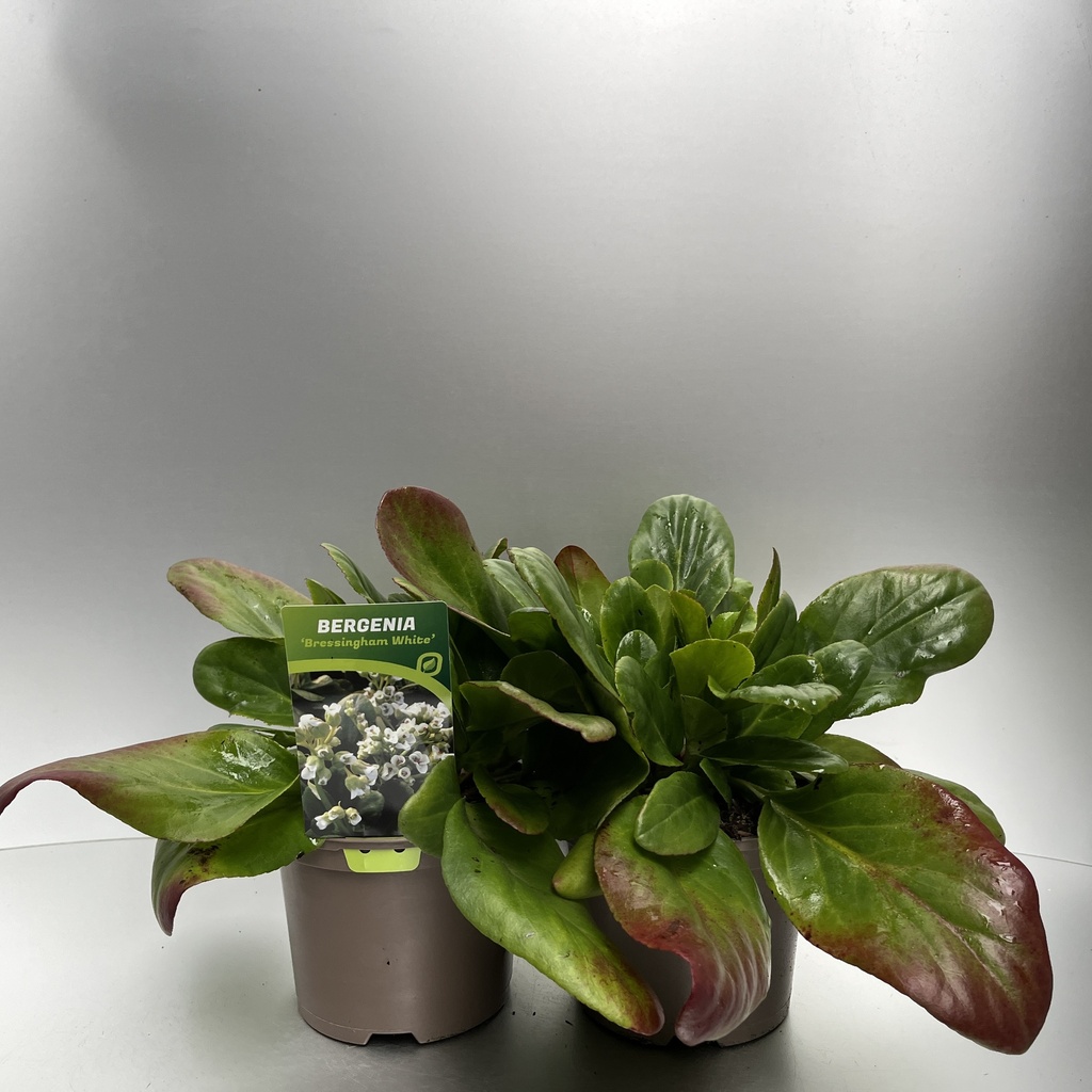 [BERBWHIT-C2] Bergenia 'Bressingham White'