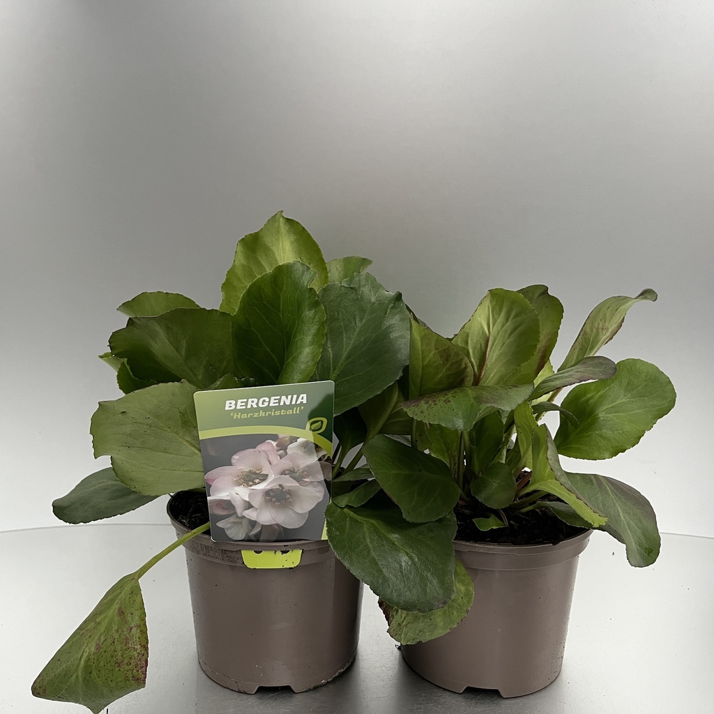 [BERHARZK-C2] Bergenia 'Harzkristall'