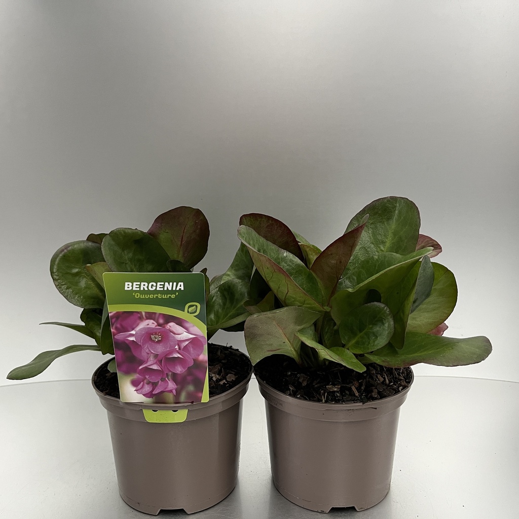 [BEROUVER-C2] Bergenia 'Ouverture'
